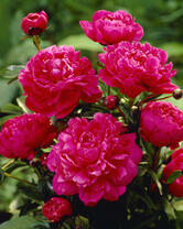 Без бренда «2KMB-4036» в Севастополе