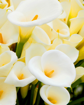 Без бренда «Белые каллы» в Севастополе