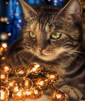 Без бренда «2KXSB-0678» в Севастополе