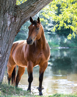 Без бренда «Коробка 20 шт: Лошадь у дерева» в Севастополе