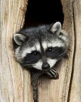 Без бренда «Енот в дупле» в Севастополе