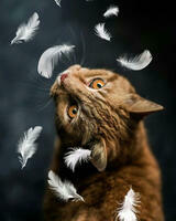 Без бренда «Кот среди перышек» в Севастополе