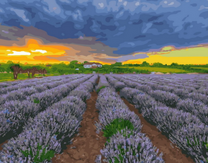 Закат над лавандовым полем