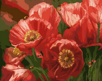 Божьи коровки на красных маках