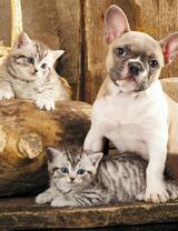 Без бренда «Милый щенок французского бульдога и два котёнка» в Севастополе в интернет-магазине  Без бренда «Милый щенок французского бульдога и два котёнка» в Севастополе