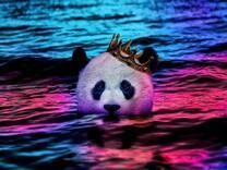 Панда с короной