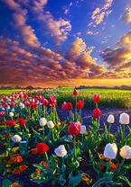 Без бренда «Поле тюльпанов под облачным небом» в Севастополе